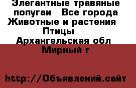 Элегантные травяные попугаи - Все города Животные и растения » Птицы   . Архангельская обл.,Мирный г.